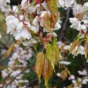 ヒメ日記 2026/04/10 06:20 投稿 天居　るり 川崎南町 素敵な奥様（川崎ハレ系）