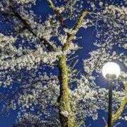 ヒメ日記 2026/04/15 01:22 投稿 天居　るり 川崎南町 素敵な奥様（川崎ハレ系）