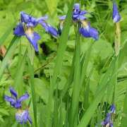 ヒメ日記 2026/04/18 19:23 投稿 天居　るり 川崎南町 素敵な奥様（川崎ハレ系）