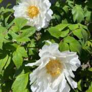 ヒメ日記 2026/04/19 01:15 投稿 天居　るり 川崎南町 素敵な奥様（川崎ハレ系）