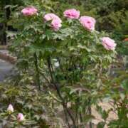 ヒメ日記 2026/04/19 10:57 投稿 天居　るり 川崎南町 素敵な奥様（川崎ハレ系）