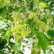 ヒメ日記 2026/04/20 15:38 投稿 天居　るり 川崎南町 素敵な奥様（川崎ハレ系）