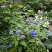 ヒメ日記 2026/04/28 00:08 投稿 天居　るり 川崎南町 素敵な奥様（川崎ハレ系）