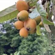 天居　るり 枇杷 川崎南町 素敵な奥様（川崎ハレ系）