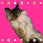 ヒメ日記 2025/03/23 14:16 投稿 吉岡あずさ TSUBAKI（水戸）