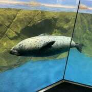 ヒメ日記 2025/10/11 06:11 投稿 かおり 松戸角海老根本店