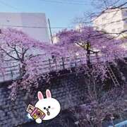 麻衣(まい) 桜‼️ 松戸角海老根本店