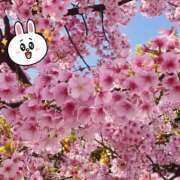 麻衣(まい) 桜‼️その2 松戸角海老根本店