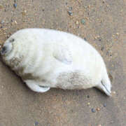 ヒメ日記 2024/12/12 14:43 投稿 小倉はるか 横浜ハッピーマットパラダイス