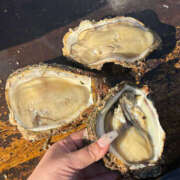 ヒメ日記 2024/12/17 22:04 投稿 小倉はるか 横浜ハッピーマットパラダイス