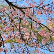 ヒメ日記 2026/03/02 01:53 投稿 杏南 松戸角海老岩瀬店