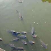 ヒメ日記 2026/03/02 02:13 投稿 杏南 松戸角海老岩瀬店