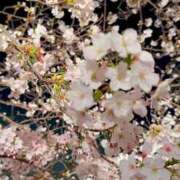ヒメ日記 2026/03/31 23:53 投稿 杏南 松戸角海老岩瀬店