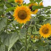 ヒメ日記 2025/08/22 00:33 投稿 いぶき BAD COMPANY 札幌