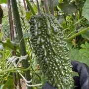 ヒメ日記 2025/08/24 00:33 投稿 いぶき BAD COMPANY 札幌