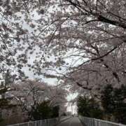 ヒメ日記 2026/04/29 01:34 投稿 いぶき BAD COMPANY 札幌