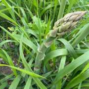 ヒメ日記 2026/06/01 15:34 投稿 いぶき BAD COMPANY 札幌