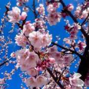 ヒメ日記 2025/03/13 13:58 投稿 桑田心春(くわたこはる) 五十路マダムエクスプレス厚木店(カサブランカグループ)