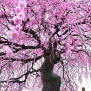 ヒメ日記 2025/03/27 13:18 投稿 桑田心春(くわたこはる) 五十路マダムエクスプレス厚木店(カサブランカグループ)