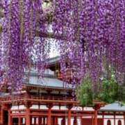 ヒメ日記 2025/05/08 12:54 投稿 桑田心春(くわたこはる) 五十路マダムエクスプレス厚木店(カサブランカグループ)