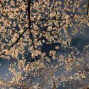 ヒメ日記 2025/03/31 10:00 投稿 むぎ ウルトラグレイス24