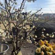 ヒメ日記 2026/02/05 19:51 投稿 月野 モアグループ所沢人妻城