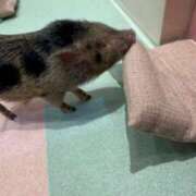 ヒメ日記 2025/04/23 12:21 投稿 ゆき 池袋マリン別館