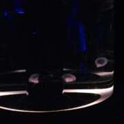 ヒメ日記 2026/01/08 13:48 投稿 しいな わちゃわちゃ密着リアルフルーちゅ西船橋