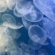 ヒメ日記 2026/02/17 23:48 投稿 しいな わちゃわちゃ密着リアルフルーちゅ西船橋