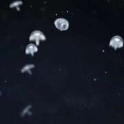 ヒメ日記 2026/02/20 01:08 投稿 しいな わちゃわちゃ密着リアルフルーちゅ西船橋