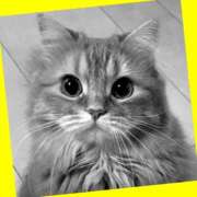 ヒメ日記 2026/03/03 09:35 投稿 ゆう 川崎三浦屋