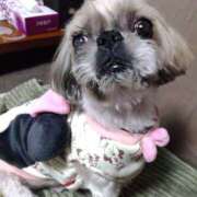 ヒメ日記 2024/12/11 17:31 投稿 あられ 妻天 日本橋店