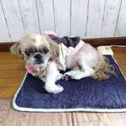 ヒメ日記 2024/12/21 18:03 投稿 あられ 妻天 日本橋店