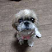 ヒメ日記 2025/01/11 18:25 投稿 あられ 妻天 日本橋店