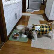 ヒメ日記 2025/01/16 18:42 投稿 あられ 妻天 日本橋店