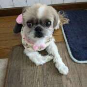 ヒメ日記 2025/03/13 14:13 投稿 あられ 妻天 日本橋店