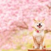 ヒメ日記 2025/03/29 05:25 投稿 如月胡桃(きさらぎくるみ) 九州熟女　八代店