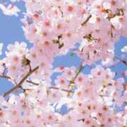 ヒメ日記 2025/04/08 06:25 投稿 如月胡桃(きさらぎくるみ) 九州熟女　八代店