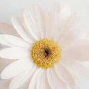 ヒメ日記 2025/09/17 16:45 投稿 如月胡桃(きさらぎくるみ) 九州熟女　八代店