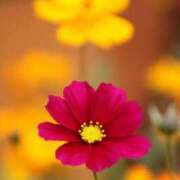 ヒメ日記 2025/09/22 11:25 投稿 如月胡桃(きさらぎくるみ) 九州熟女　八代店