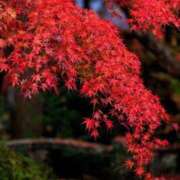 ヒメ日記 2025/11/30 13:55 投稿 如月胡桃(きさらぎくるみ) 九州熟女　八代店