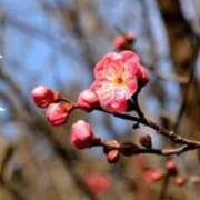 ヒメ日記 2026/02/04 14:35 投稿 如月胡桃(きさらぎくるみ) 九州熟女　八代店