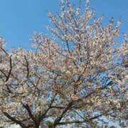 ヒメ日記 2025/04/14 10:22 投稿 みづほ タレント倶楽部Around40