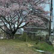 ヒメ日記 2025/03/29 13:12 投稿 柚木　ちはる エテルナ京都