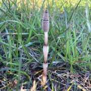 ヒメ日記 2025/04/24 12:31 投稿 柚木　ちはる エテルナ京都