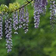 ヒメ日記 2025/11/09 08:37 投稿 柚木　ちはる エテルナ京都