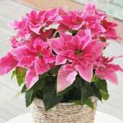 柚木　ちはる おはようございます！ エテルナ京都