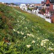 ヒメ日記 2026/01/17 07:36 投稿 柚木　ちはる エテルナ京都