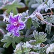 ヒメ日記 2026/01/21 07:23 投稿 柚木　ちはる エテルナ京都