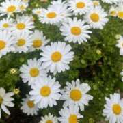 ヒメ日記 2026/02/20 07:28 投稿 柚木　ちはる エテルナ京都